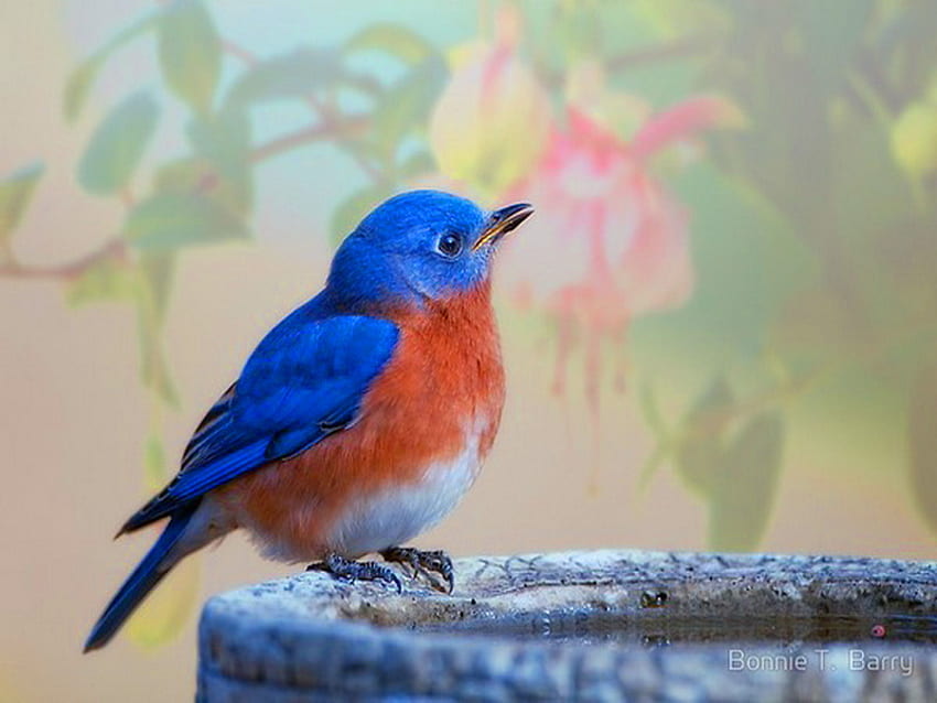 Sweet Blue, blue, perched, bird, red, spring, blue bird HD wallpaper