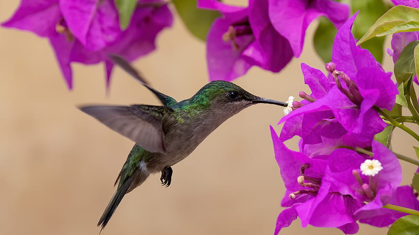 Le colibri plane près des oiseaux de fleurs roses de bougainvilliers Fond d'écran HD