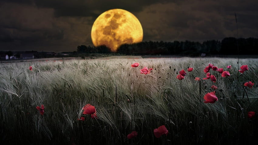 Full Moon Over The Wheat Field With Poppies ., Mmon Red HD wallpaper