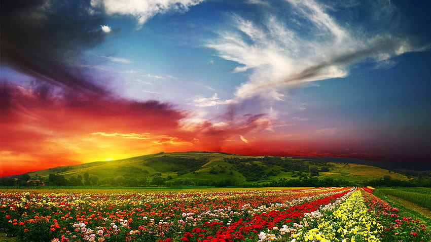 India, , , Valley of Flowers, Meadows, roses, sunset, clouds, Nature, Indian Places HD wallpaper