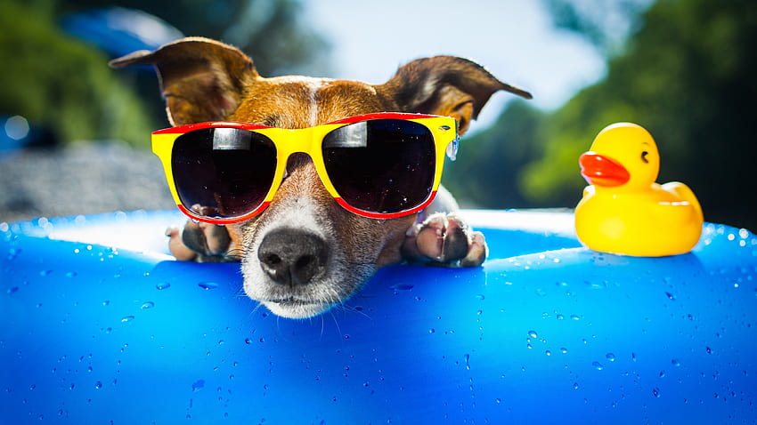 Dog, puppy, duck, glasses, drops, summer, resort, funny, beach, blue, Animals HD wallpaper