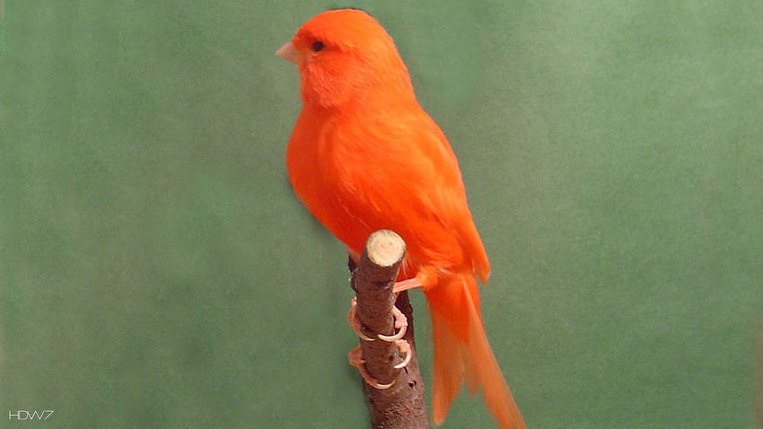 カナリア レッド ファクター鳥。 ギャラリー 高画質の壁紙