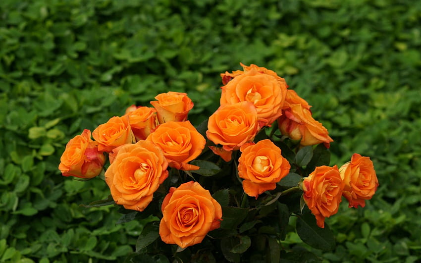 Bonito Bouguet de rosas naranjas, capas, hierba, fragancia, naranja, naturaleza, pétalos, ramo de rosas, rosas, verde fondo de pantalla