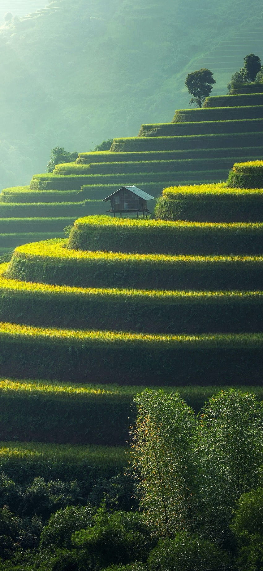 Reisfelder, Landwirtschaft, Reisfelder, Landschaft, Terrassenlandwirtschaft, Grün, Tageslicht, Natur HD-Handy-Hintergrundbild