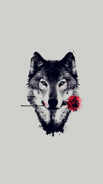 1000+ Wolf HD Wallpapers and Backgrounds