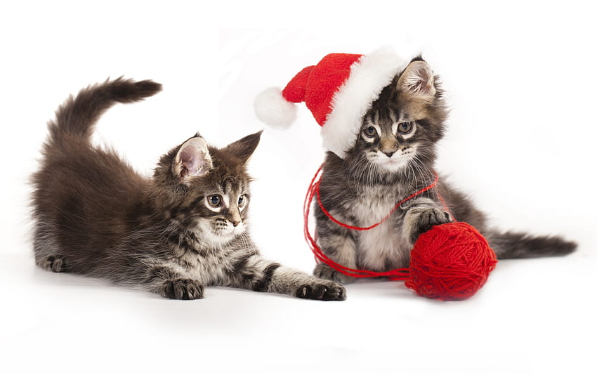 Christmas kittens, couple, cute, cat, santa, hat, kitten, white, craciun, pisici, christmas, red, woolball HD wallpaper