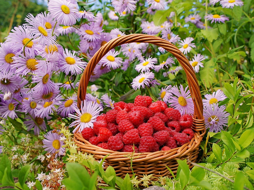 Flowers, Food, Raspberry, Berries, Basket HD wallpaper
