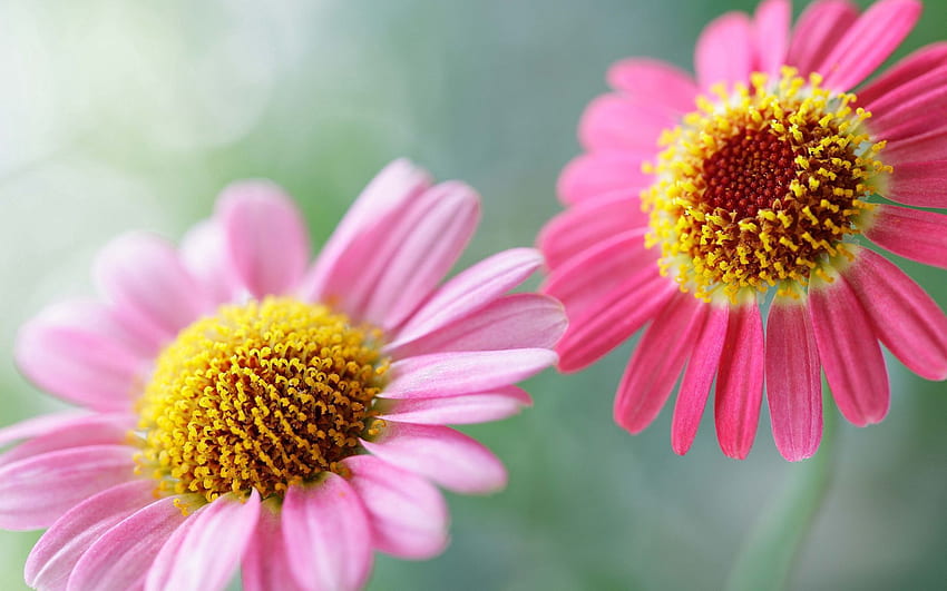 Blumen, Blütenblätter, Pollen, zwei HD-Hintergrundbild