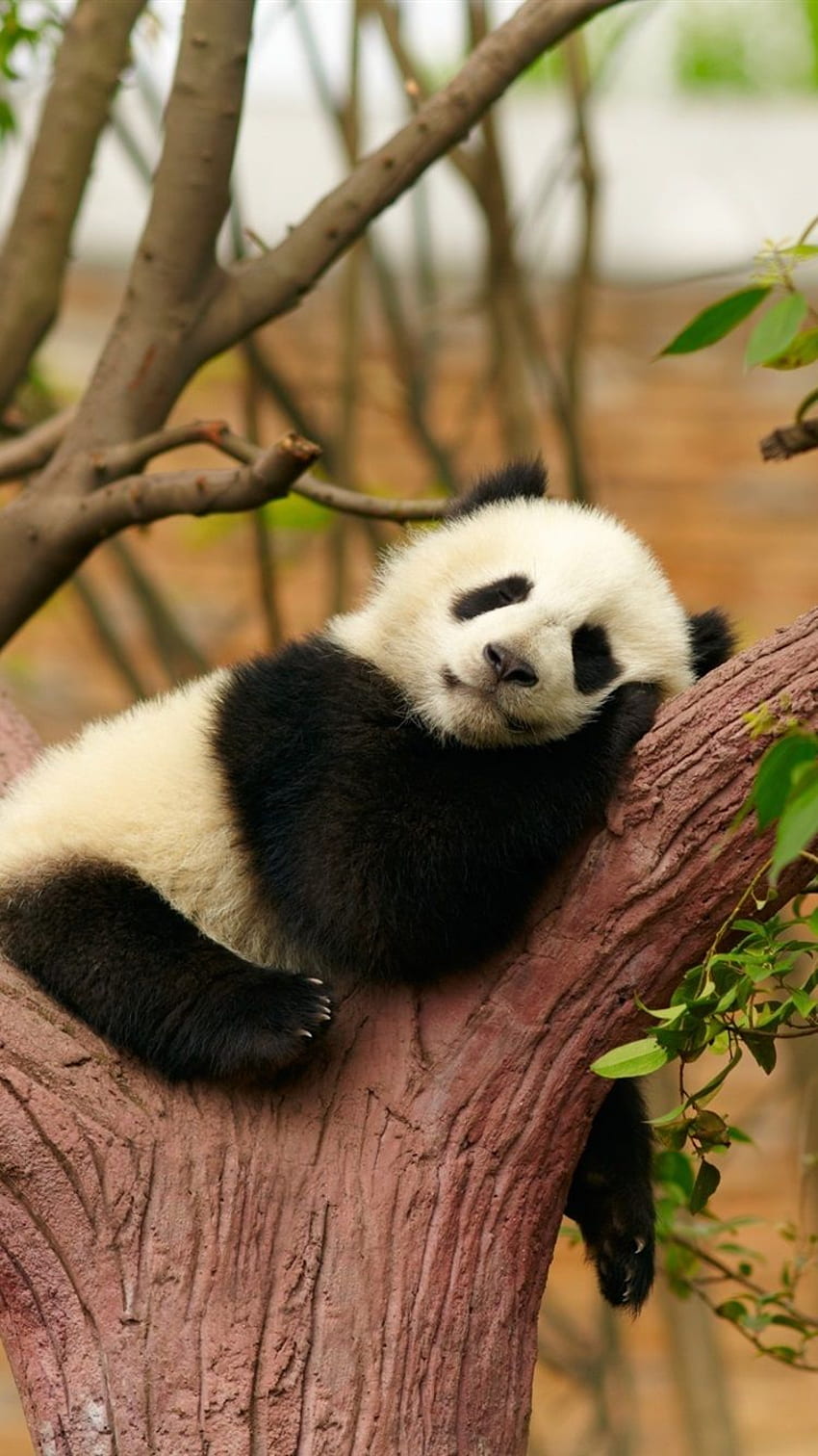 귀여운 판다 곰 수면, 휴식, 나무, 동물원 아이폰 8 7 6 HD 전화 배경 화면