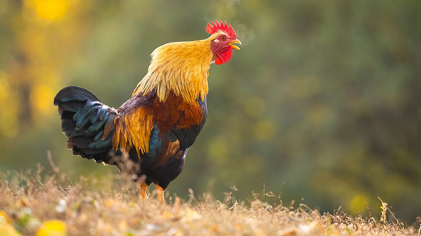 Rooster With Headup Is Standing In Blur Background Rooster HD wallpaper