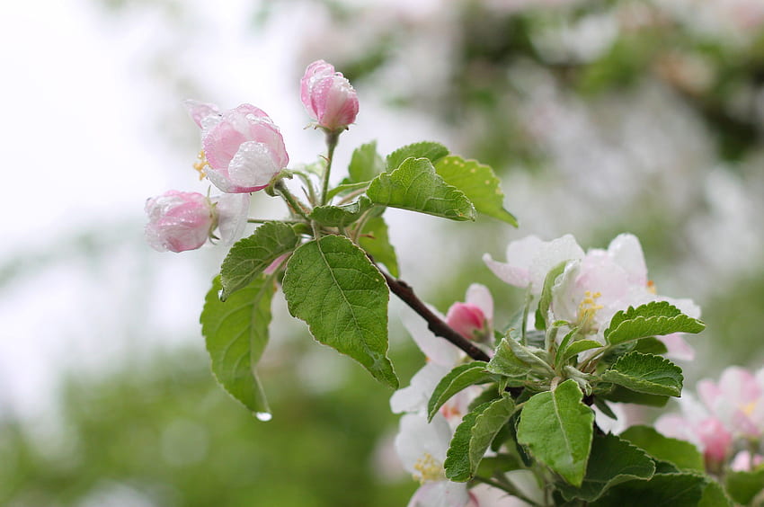 Apple flowers blossom flowering tree spring rain leaves HD wallpaper