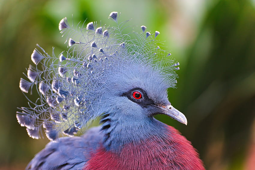 Animals, Feather, Beautiful, Head, Crowned Pigeon, Crown Pigeon HD wallpaper