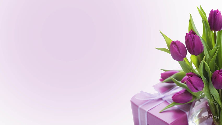 Purple Tulips Gift, purple, lavender, firefox persona, soft, present, gift, tulips, spring HD wallpaper