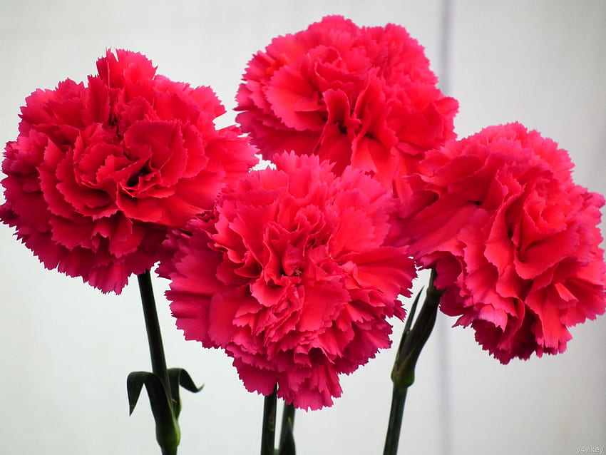 Red Carnation Flower - Red Carnation Flower HD wallpaper | Pxfuel