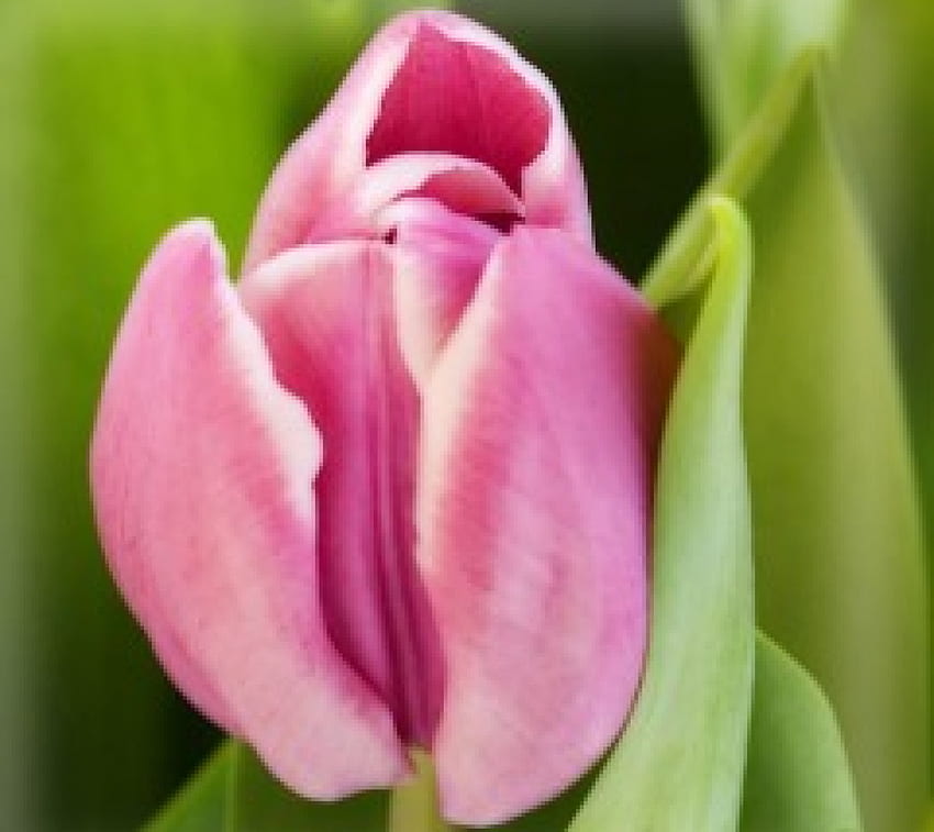 Pink Tulip ทิวลิป สีชมพู ธรรมชาติ ดอกไม้ วอลล์เปเปอร์ HD