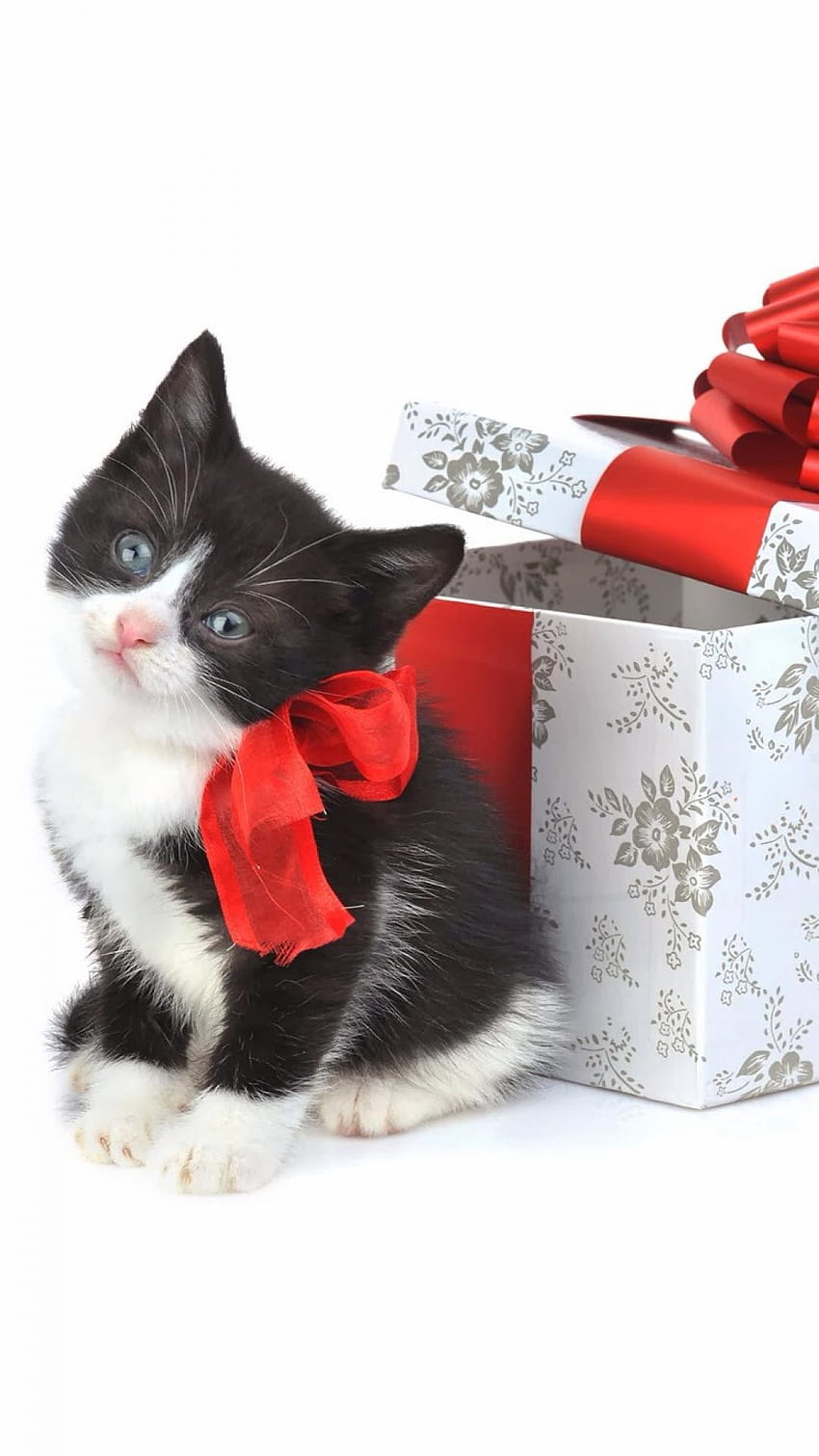 Christmas Kitten Present iPhone 6 HD phone wallpaper
