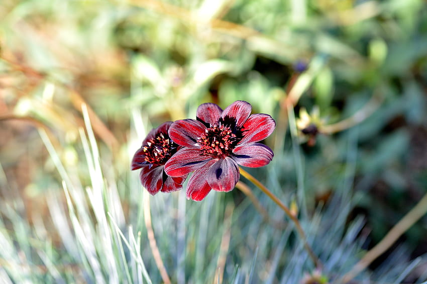 ดอกไม้ มาโคร กลีบดอก เบลอ สมูท วอลล์เปเปอร์ HD