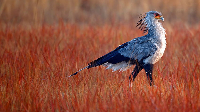 Secretarybird hunting for food in Rietvlei Nature Reserve, South HD wallpaper