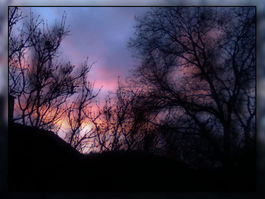 glowing sundown, pink clouds, black trees, vague focus, sundown HD wallpaper