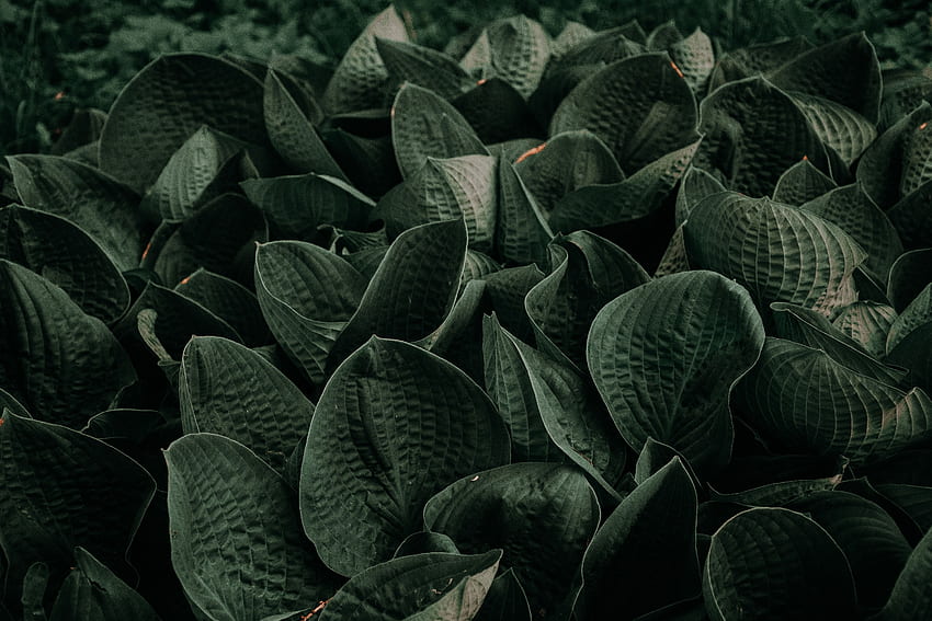 Nature, Leaves, Plant, Garden HD wallpaper
