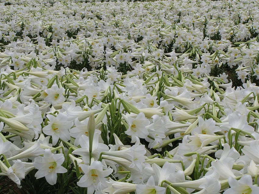 Великденски лилии. Блог на цветар в Северен Рали, Великденска лилия HD тапет