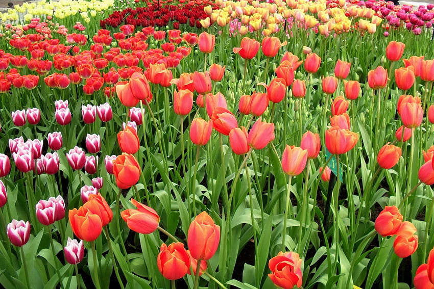 Flowers, Tulips, Flower Bed, Flowerbed, Lot, Spring, Different HD wallpaper
