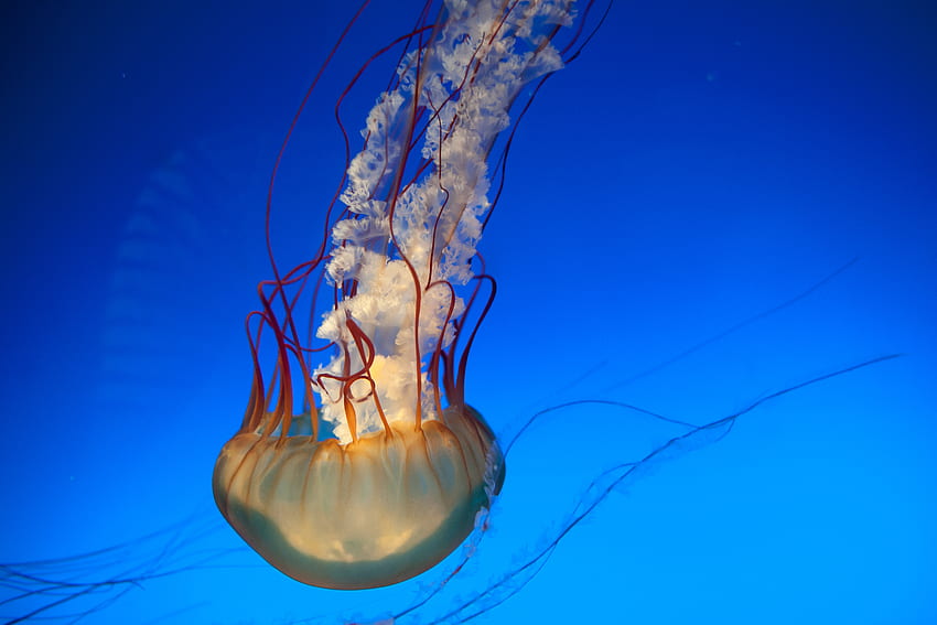 Animals, Jellyfish, Underwater World, To Swim, Swim, Tentacles, Underwater, Submarine HD wallpaper