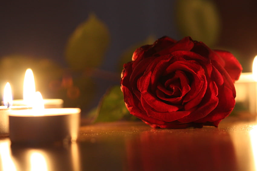 Romantic Scene, rose, romance, candle, light HD wallpaper