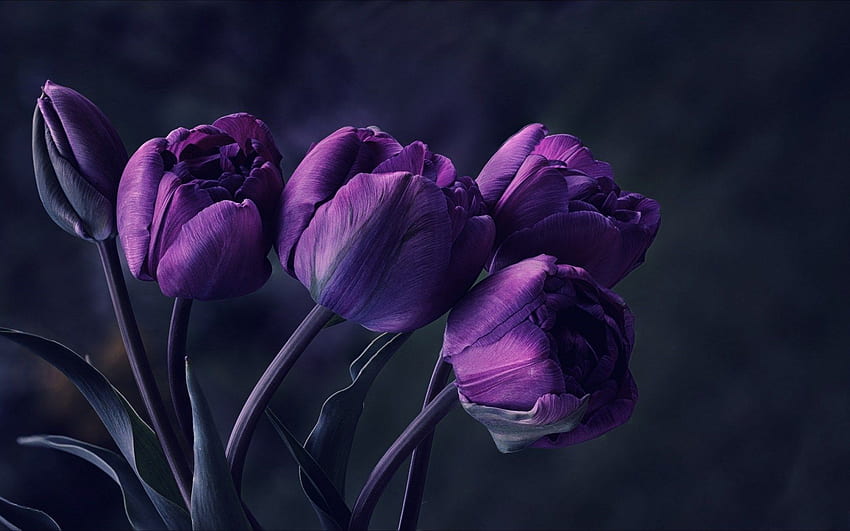 purple flower desktop wallpaper