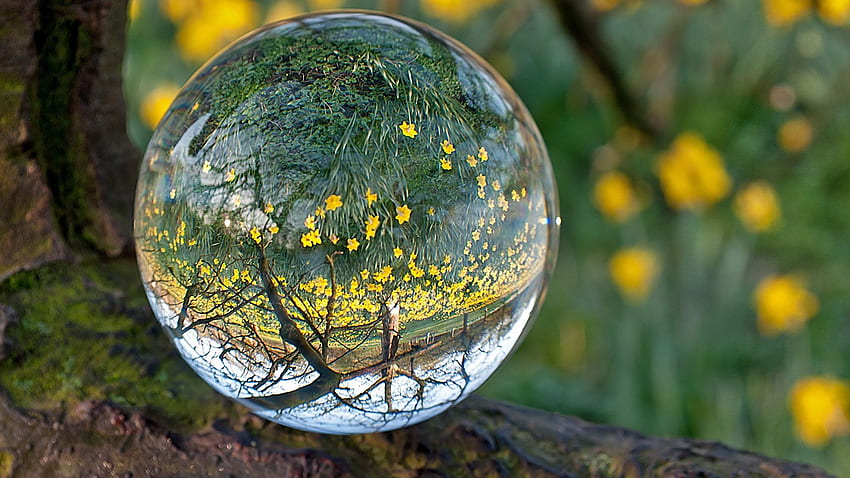 Ball, Glass, Transparent, Reflection, Grass - Beautiful Nature Whatsapp Dp - & Background HD wallpaper