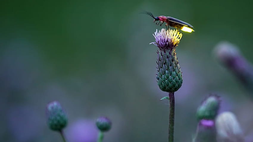 หิ่งห้อยส่องแสงในสวนหลังบ้านและดูแลสวนให้แข็งแรง แมลงสายฟ้า วอลล์เปเปอร์ HD