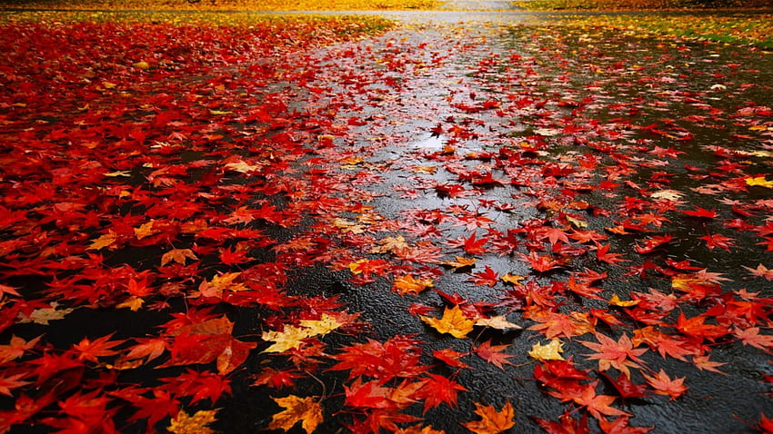 Fall, autumn, wet, leaves, nature HD wallpaper