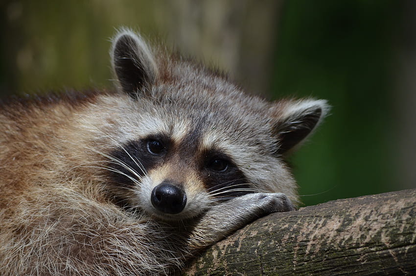 Animals, Lies, Muzzle, Animal, Raccoon HD wallpaper