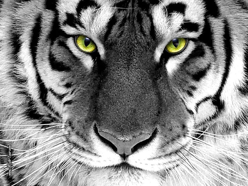 hipster tiger backgrounds