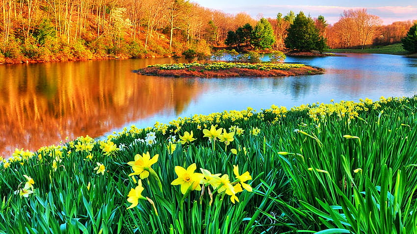Spring Daffodils at Laurel Ridge, Connecticut, river, clouds, landscape, trees, sky, forest, usa HD wallpaper