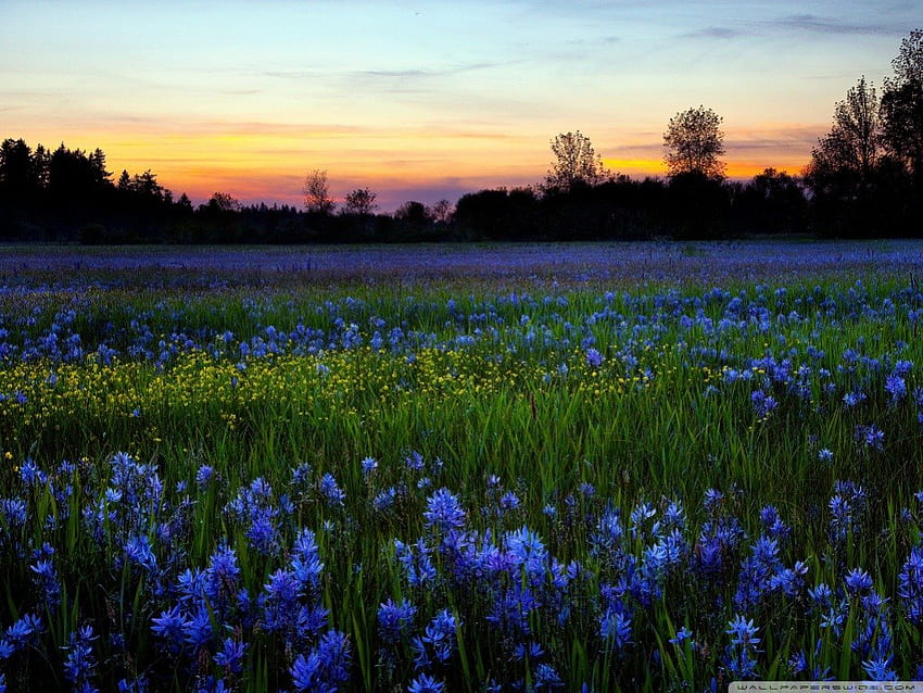 Flores Azuis, azul, cenário, campos, natureza, flores, pôr do sol papel de parede HD