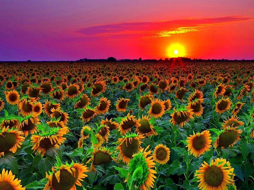 Sunflower Field Sunset 8589131, 1024X768 Sunflower Sunset HD wallpaper ...