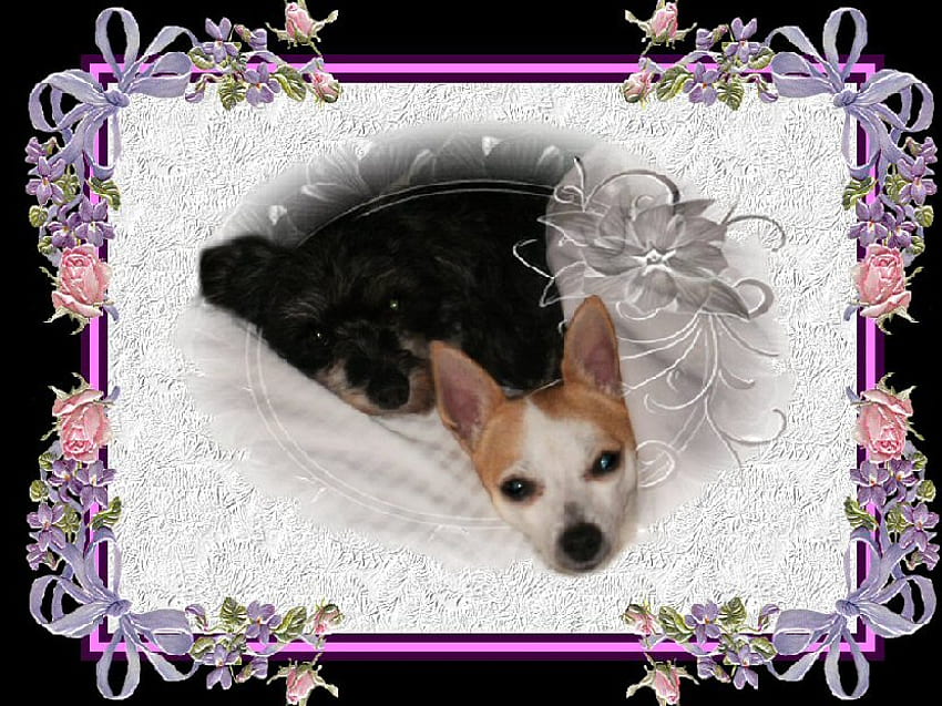 Good Night Girls, dogs, good night, lace, pink and lavender HD wallpaper