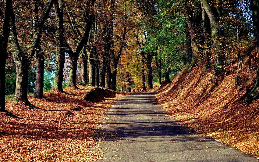 Trees Hilly Road Foliage PC and Mac HD wallpaper