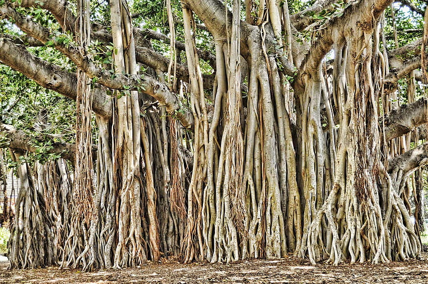 Banyan Tree HD wallpaper | Pxfuel