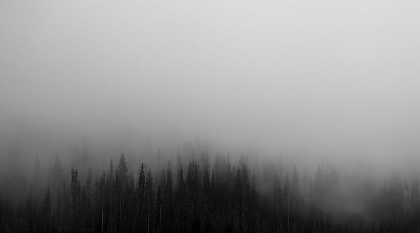 Creepy fog foggy forest spruce wilderness woods . . 1090508 HD wallpaper