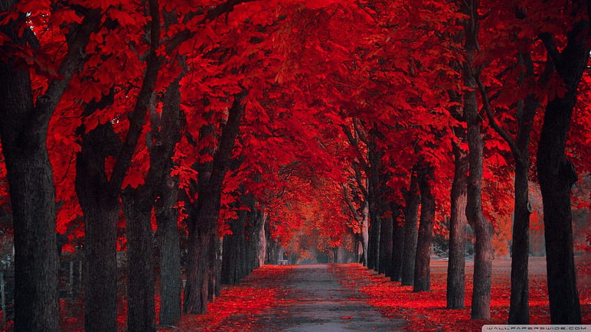 Czerwone tekstury Creative Common. Jesień, Czerwony Liść Tapeta HD
