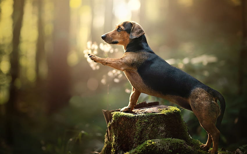 Dachshund, dog, paw, stump, moss ,, Wiener Dog HD wallpaper