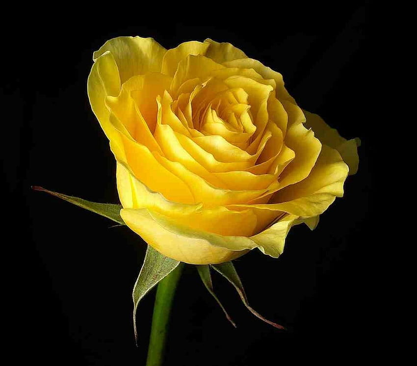Rosa gialla, il significato dell'amicizia, per tutti Sfondo HD
