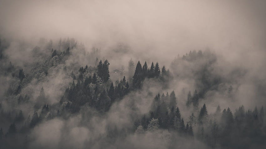 Tweaked Windows 10 : minimalism. Forest , Foggy forest, Landscape HD wallpaper