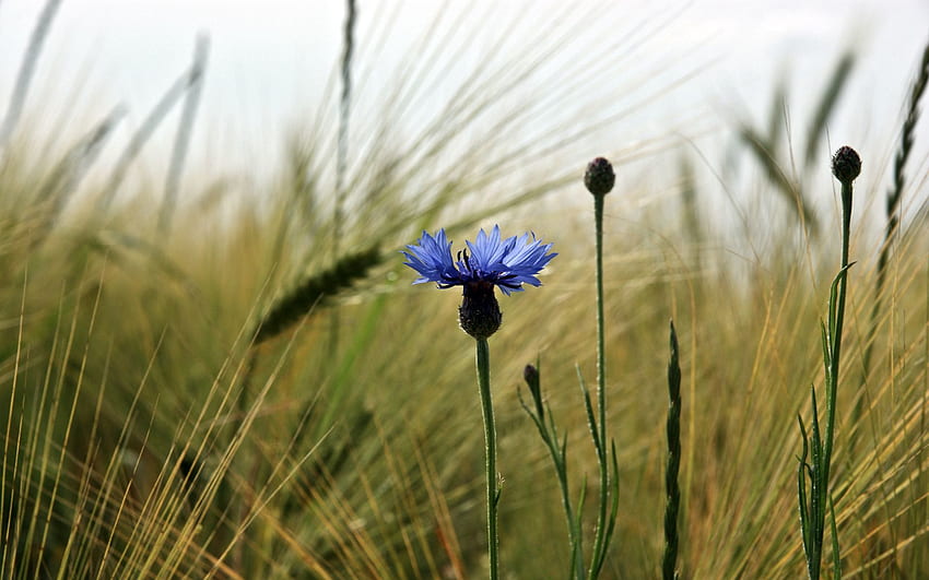 nature, fleurs, fleur, champ, oreilles, pointes, bleuet Fond d'écran HD