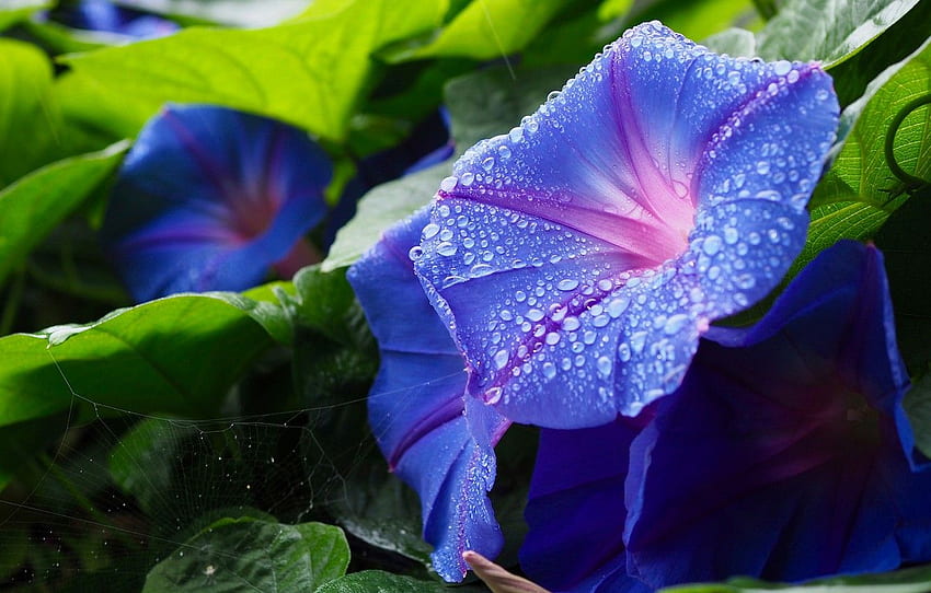 Blätter, Tropfen, Makro, Blumen, Netz, Garten, blau, Aal, Morning Glory HD-Hintergrundbild