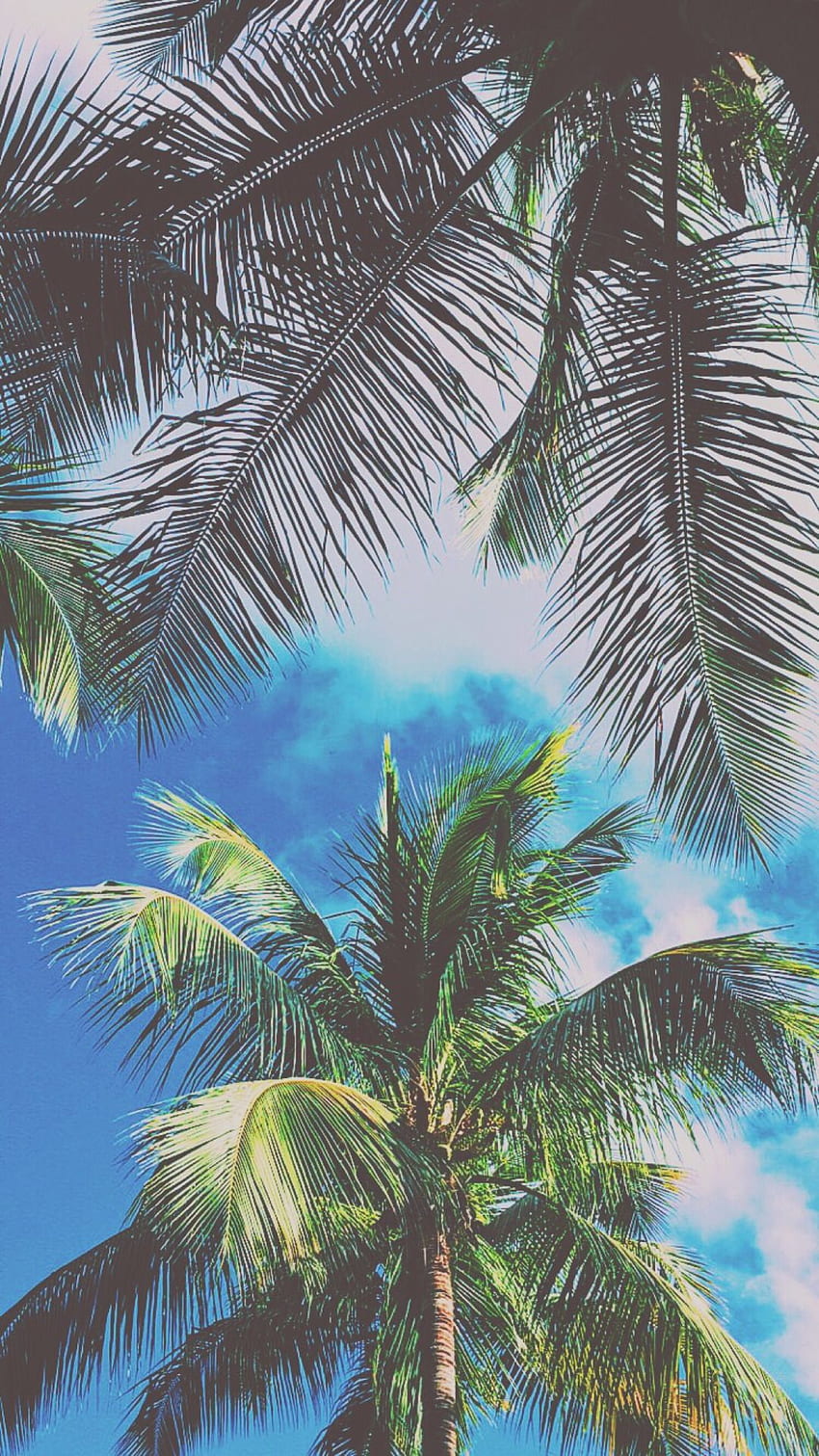 Palm Trees, Trill HD phone wallpaper