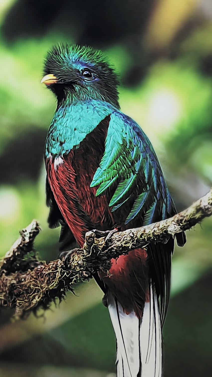 Glaucous, Quetzal Bird HD phone wallpaper