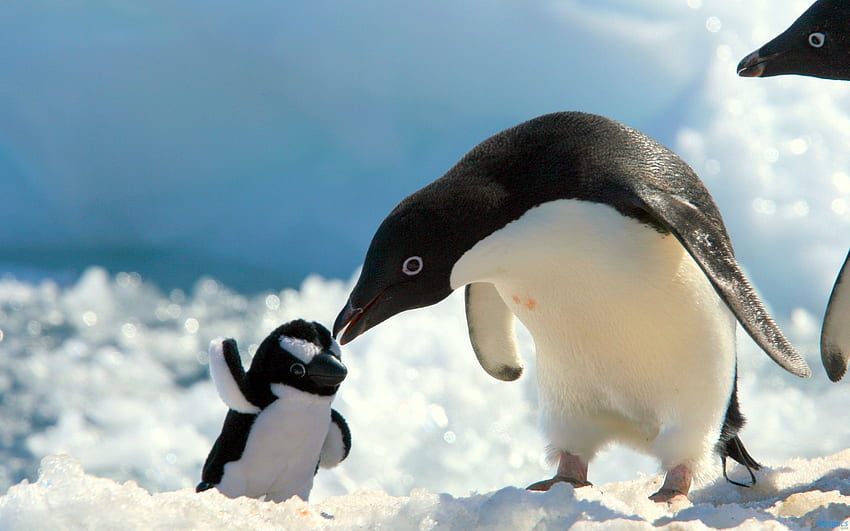 Animals, Pinguins, Snow, Young, Care, Joey HD wallpaper